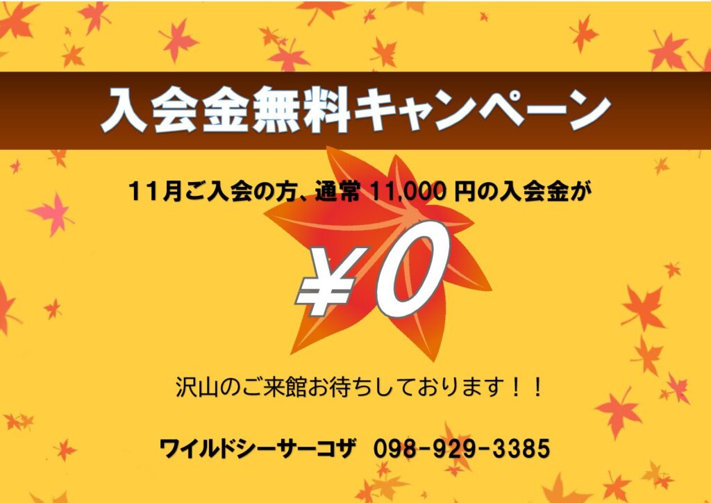 11月キャンペーン！